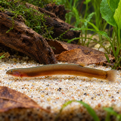 Indian Kuhli Loach (Pangio pangia) freshwater loach with plain cinnamon body resting on soft sand by driftwood