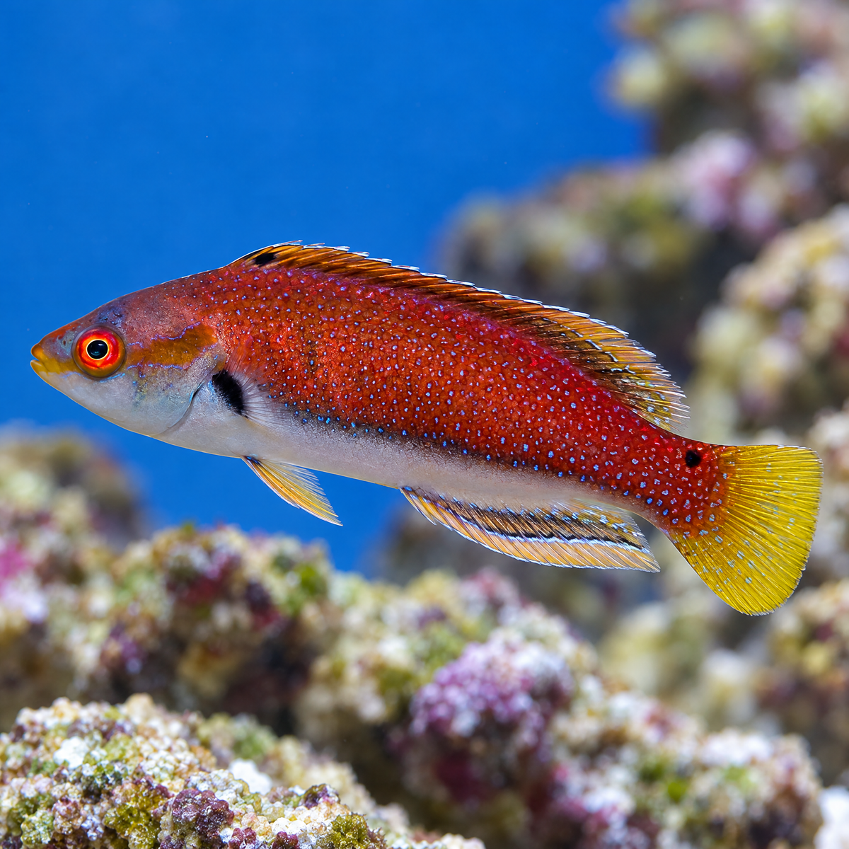 Fine-Spotted Fairy Wrasse (Cirrhilabrus punctatus) saltwater fish - red body with fine blue spots, white belly, yellow tail