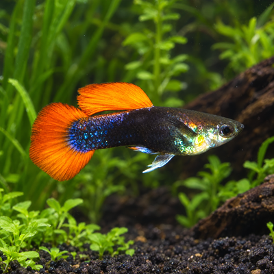 Koi Tuxedo Guppy (Poecilia reticulata) freshwater fish with orange-red tail and dark tuxedo body