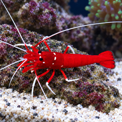 Fire Shrimp (Lysmata debelius) saltwater cleaner shrimp, blood-red body with white spots, on live rock
