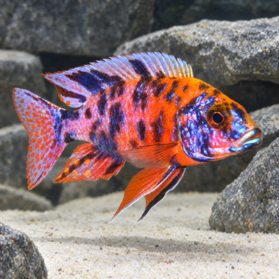 Kaleidoscope Peacock Cichlid (Aulonocara sp.) freshwater fish, orange-red male with blue-violet patches by Malawi rock