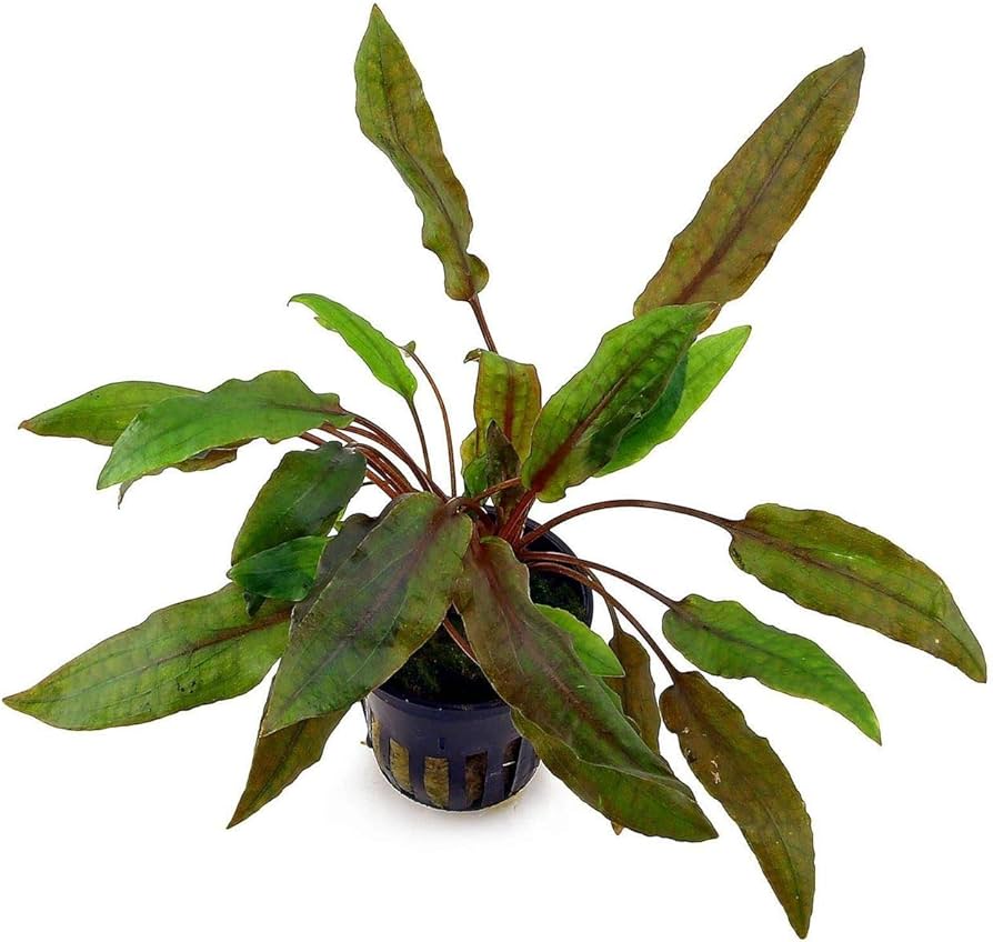 Crypt Wendtii Red (Cryptocoryne wendtii 'Red') potted live freshwater plant with bronze red hammered leaves