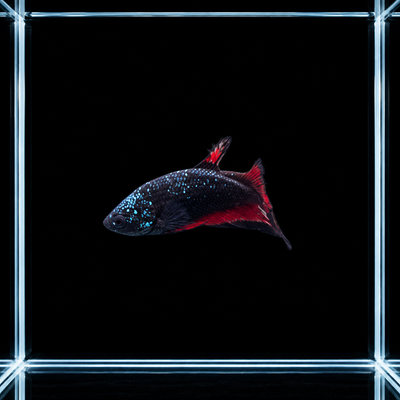 WYSIWYG photo of this exact blue starlight plakat male betta (Betta splendens), charcoal body, turquoise speckles, red fins