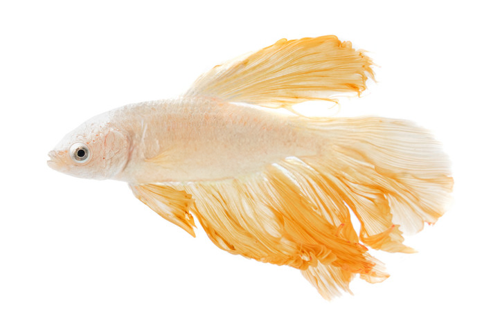 Snow White Yellow Dragon Betta (Betta splendens) live freshwater male betta fish