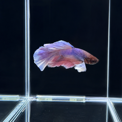 WYSIWYG photo of this exact Elephant Ear longfin male betta (Betta splendens) in our tank, pastel pink and lavender with large white pectoral fins