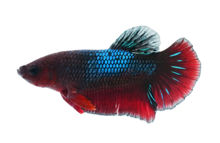 Black Vampire Plakat Betta (Betta splendens) live freshwater male betta fish