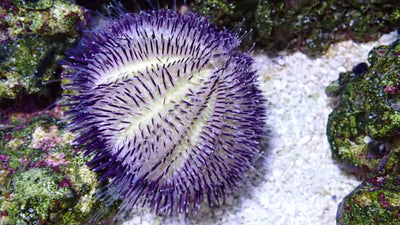 Purple Pincushion Urchin (Salmacis sp.) saltwater reef algae-eating urchin on live rock