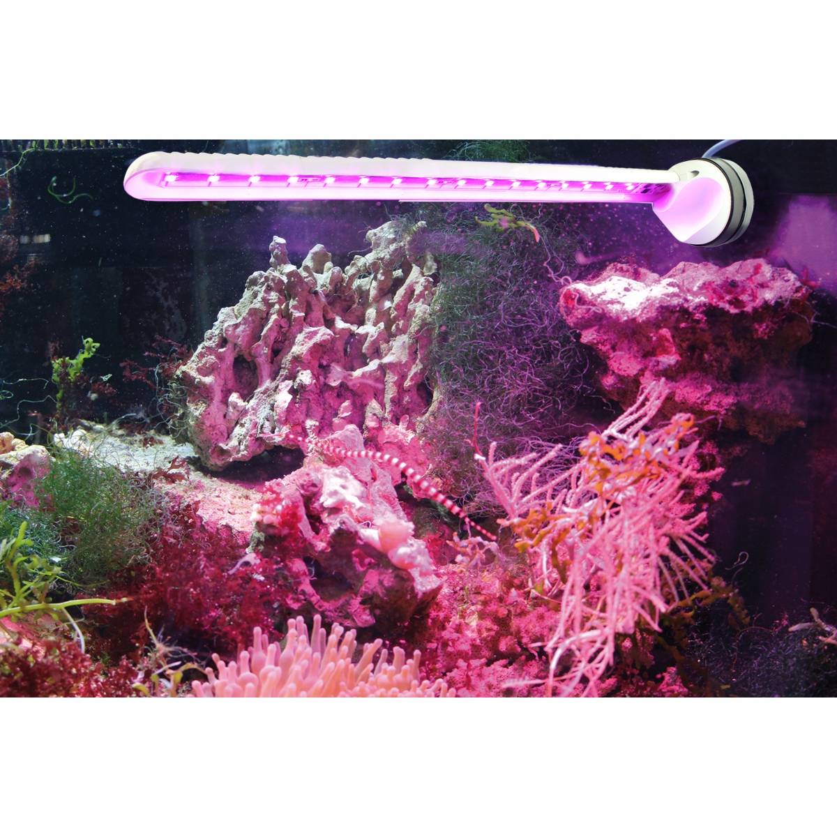Tunze Eco Chic Refugium LED 8831.00, in use over a refugium with macroalgae