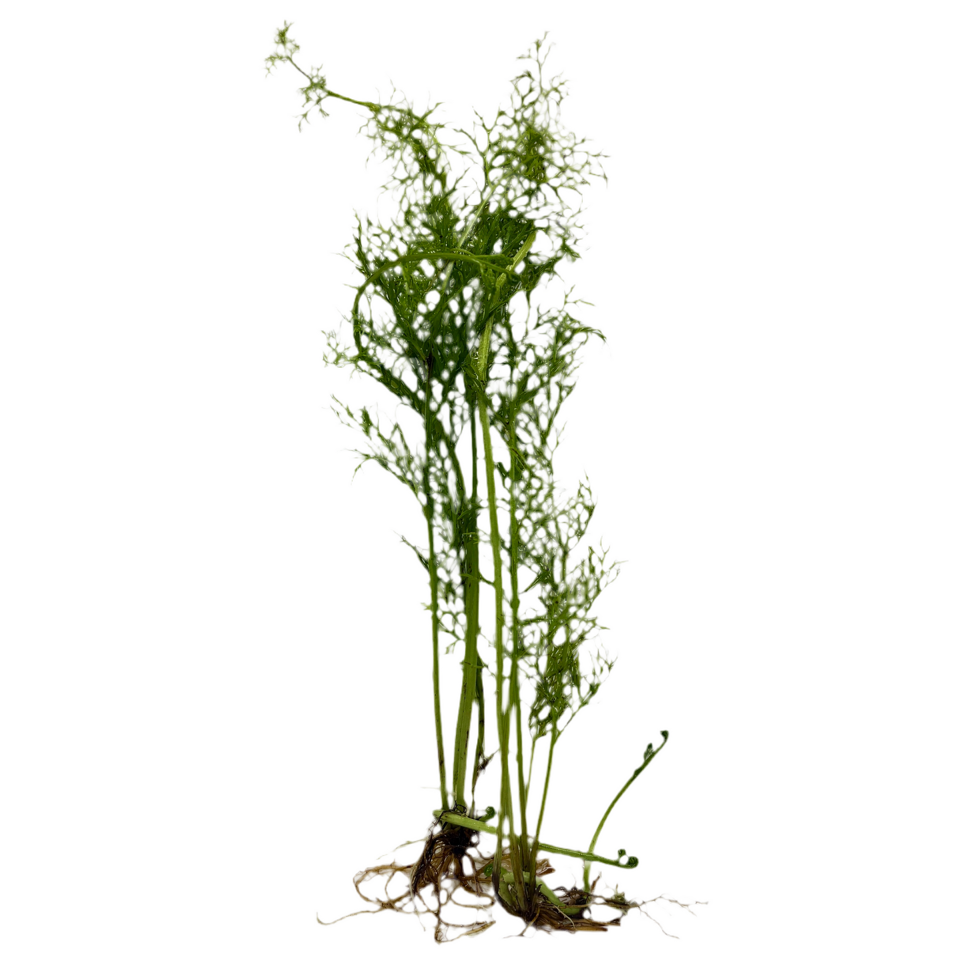 Water Sprite (Ceratopteris thalictroides) unpotted live freshwater aquarium fern bunch with roots