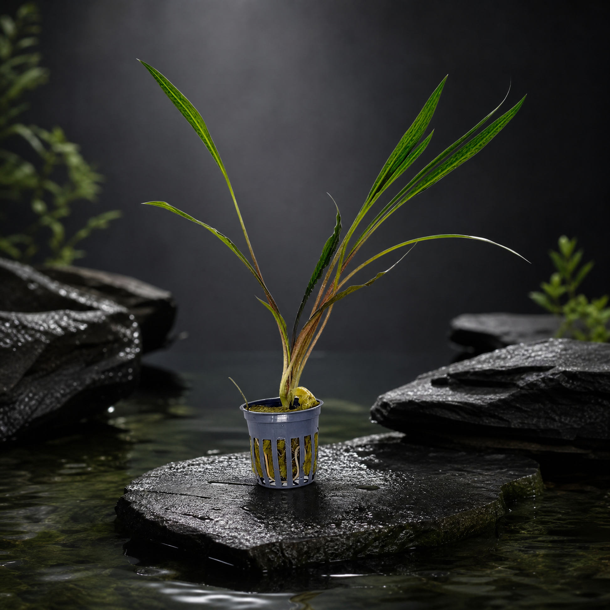 Cryptocoryne Spiralis 'Tiger' potted live freshwater plant with tiger-striped ribbon leaves