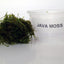 Java Moss (Taxiphyllum barbieri) live freshwater aquarium moss portion next to a Java Moss cup