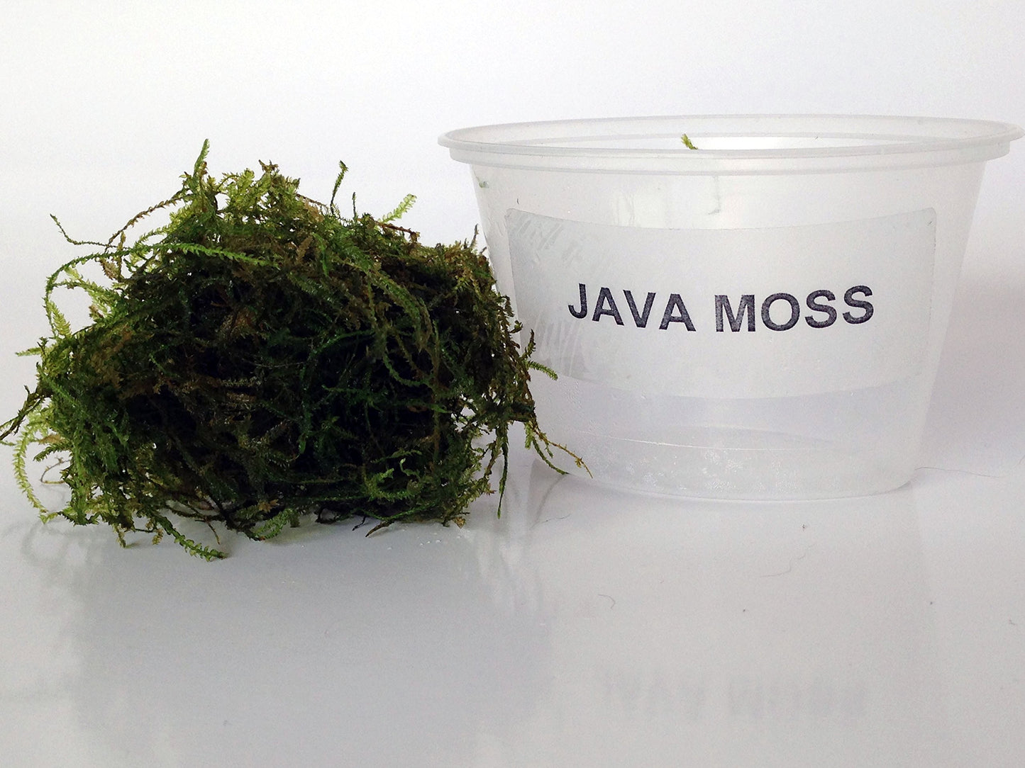Java Moss (Taxiphyllum barbieri) live freshwater aquarium moss portion next to a Java Moss cup