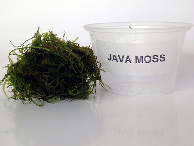 Java Moss (Taxiphyllum barbieri) live freshwater aquarium moss portion next to a Java Moss cup