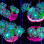 Duncan Coral (Duncanopsammia axifuga)