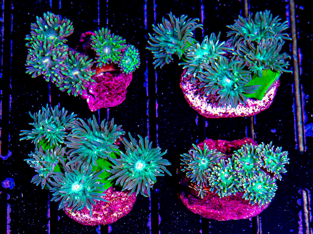 Duncan Coral (Duncanopsammia axifuga)
