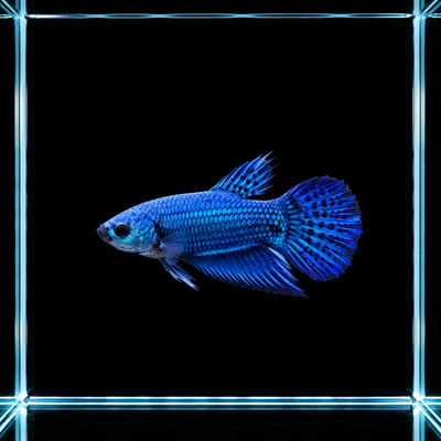 WYSIWYG photo of this exact blue alien male betta (Betta sp.), electric blue scaling with dark-spotted fins