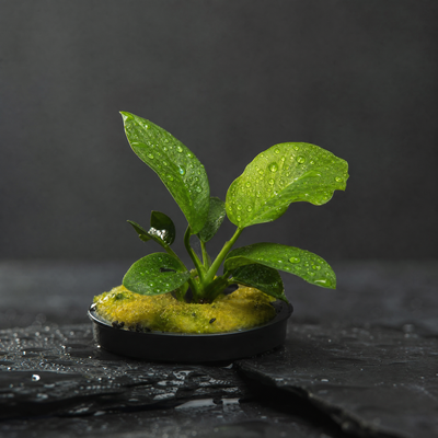 Anubias Barteri - Potted