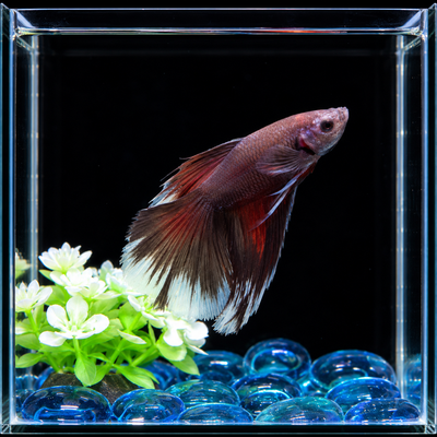 WYSIWYG Black Samurai Plakat Male Betta (Betta splendens)