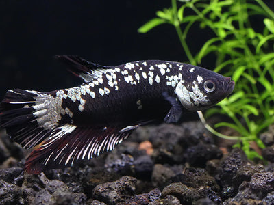 Green and Black Dragon Plakat male Betta (Betta splendens) freshwater fish — close up of male
