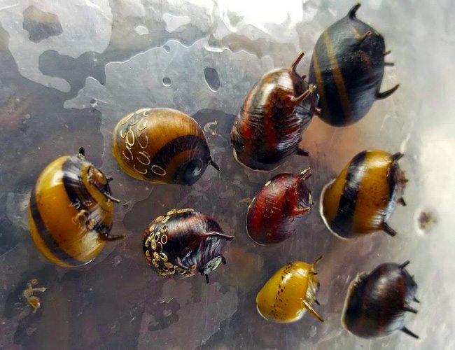 Assorted Spiky Nerite Snails (Clithon sp.) with tiny horned shells in gold, olive, and black