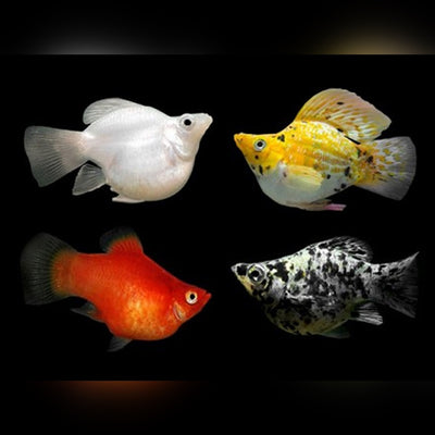 Balloon Molly - Assorted