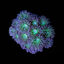 Duncan Coral (Duncanopsammia axifuga)