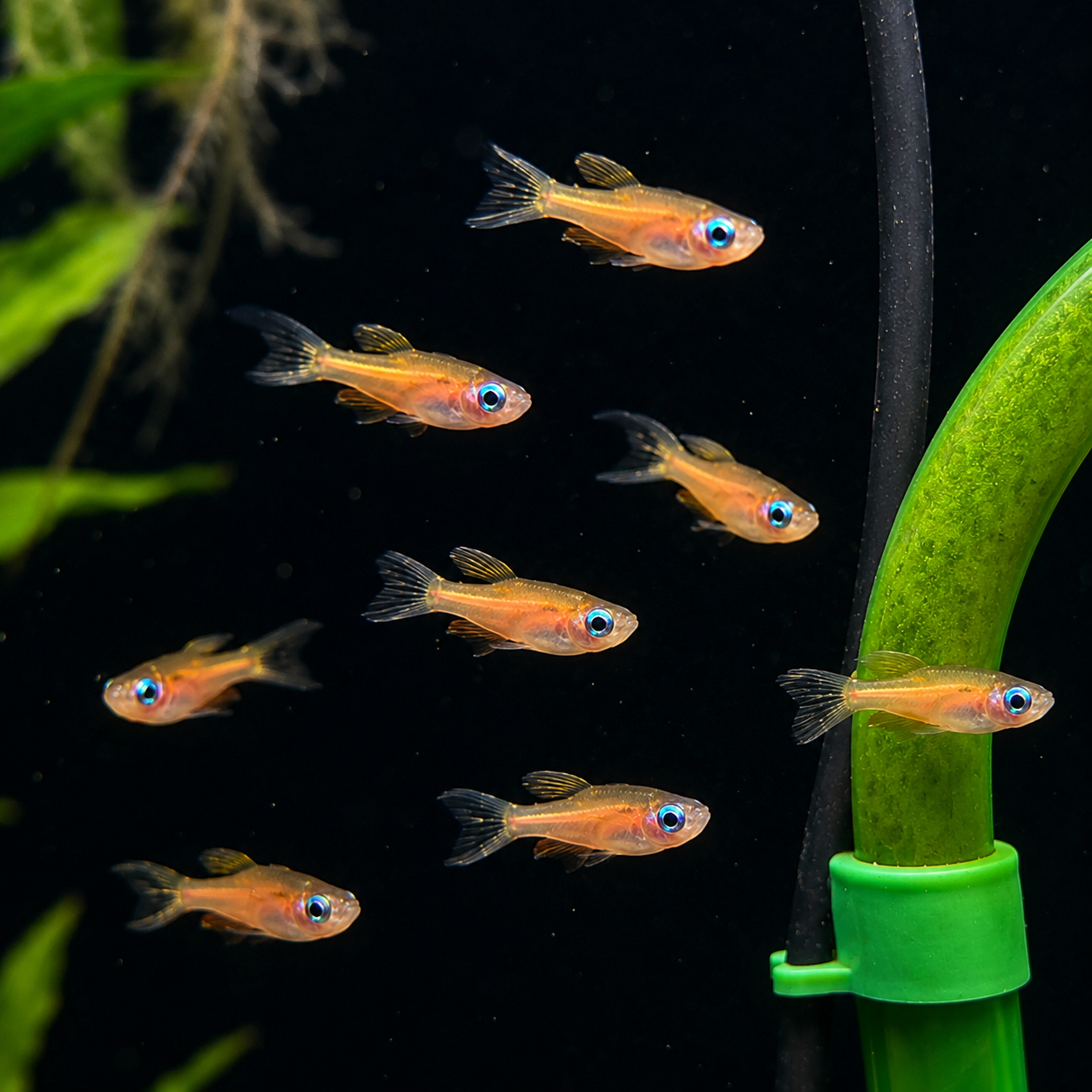 Paskai Rainbowfish (Pseudomugil paskai)