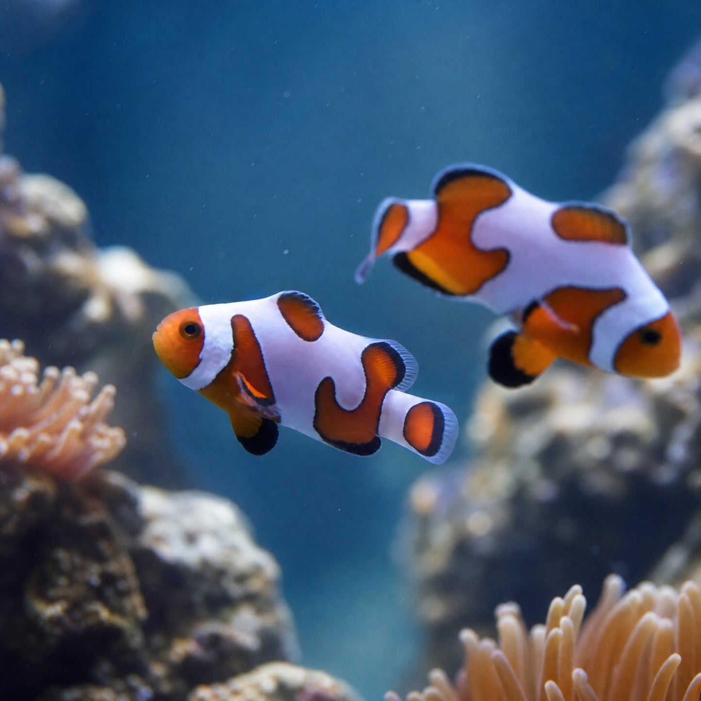 DaVinci Clownfish Grade B (Amphiprion ocellaris) captive bred designer clownfish with wavy white bands