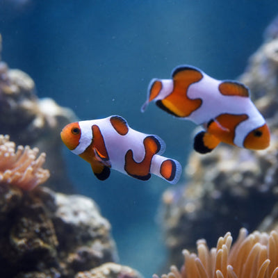 DaVinci Clownfish Grade B (Amphiprion ocellaris) captive bred designer clownfish with wavy white bands