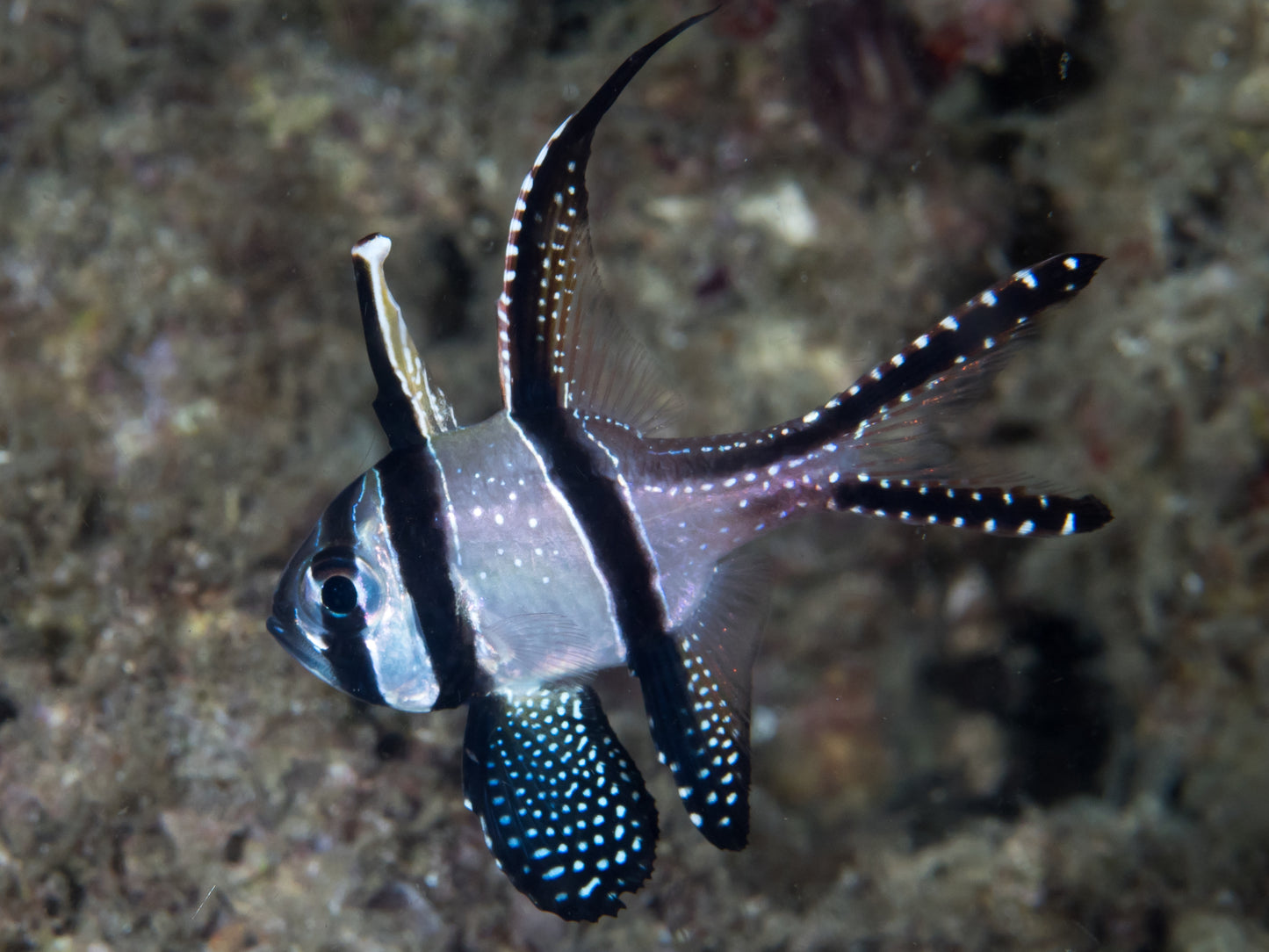Banggai Cardinal (Pterapogon kaudernii) live saltwater reef fish with silver body, three vertical black bars, and white-spotted fins