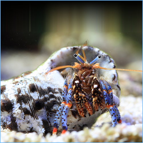 Blue Leg Hermit Crab (Clibanarius tricolor) saltwater hermit crab with bright blue legs in a snail shell