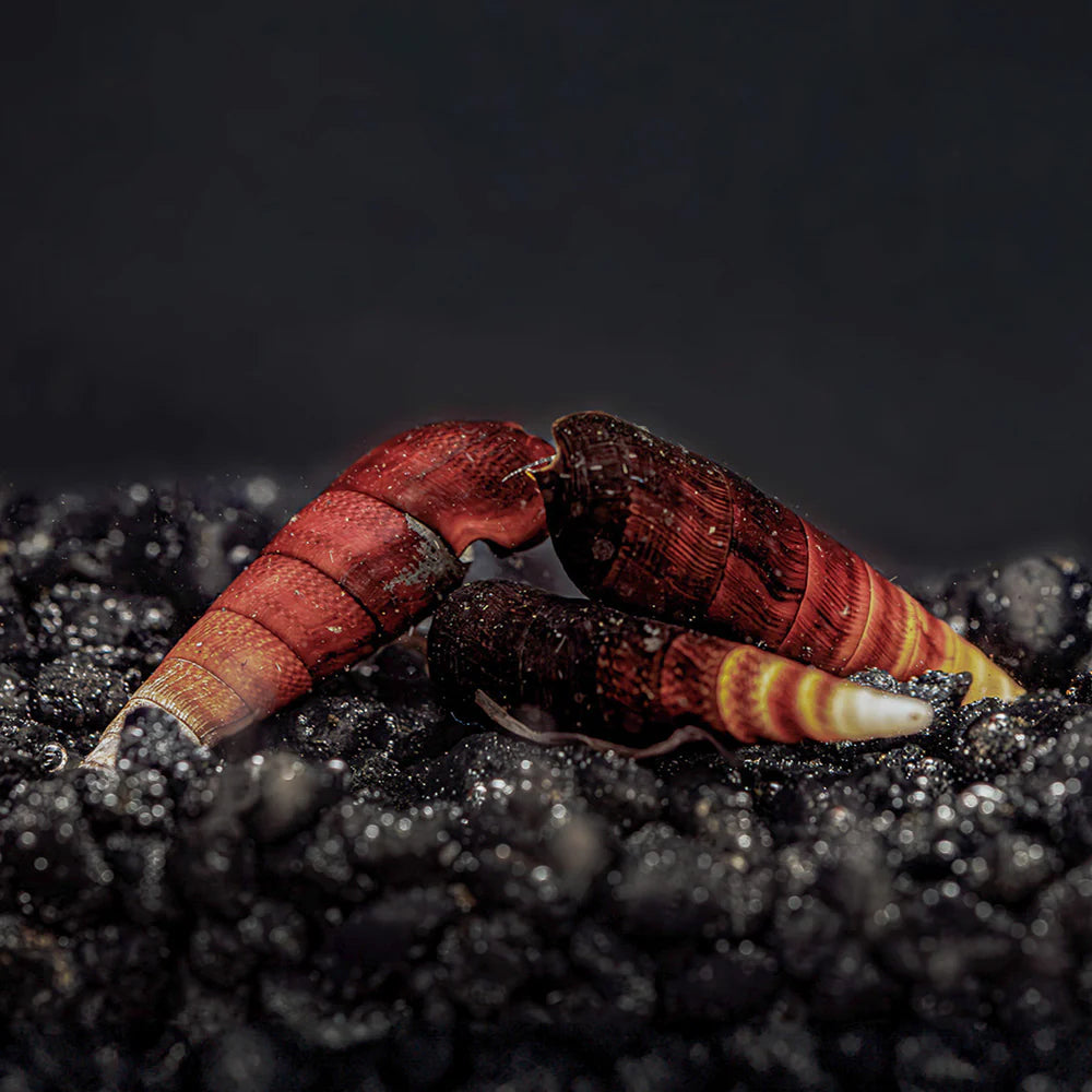 Blue Rabbit Snail (Tylomelania sp.) pair with long spiral shells foraging on dark substrate