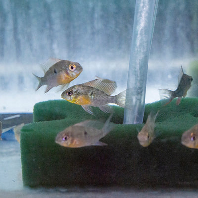 Cichlid - Bolivian Ram