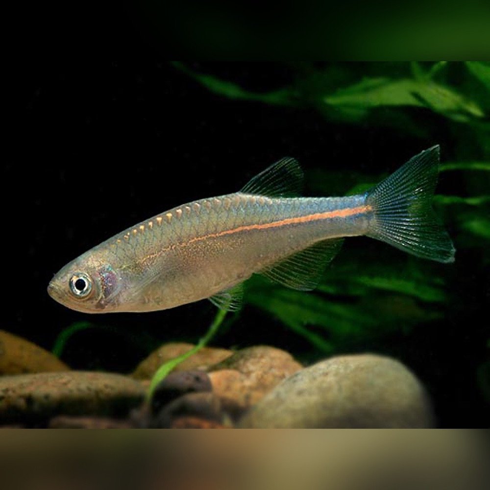 Pearl Danio (Danio albolineatus) freshwater schooling fish showing iridescent body and orange lateral stripe