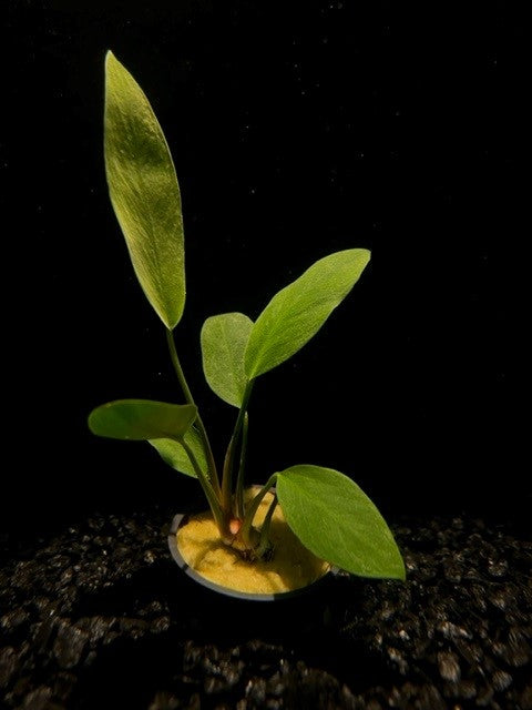 Anubias Congensis (Anubias heterophylla) potted live freshwater rhizome plant with tall lance shaped leaves