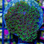 Sympodium (Sympodium sp.) saltwater soft coral - blue mat with green polyps on frag