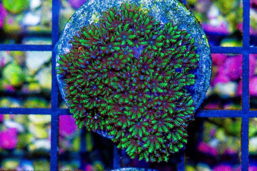 Sympodium (Sympodium sp.) saltwater soft coral - blue mat with green polyps on frag