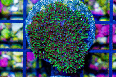 Sympodium (Sympodium sp.) saltwater soft coral - blue mat with green polyps on frag