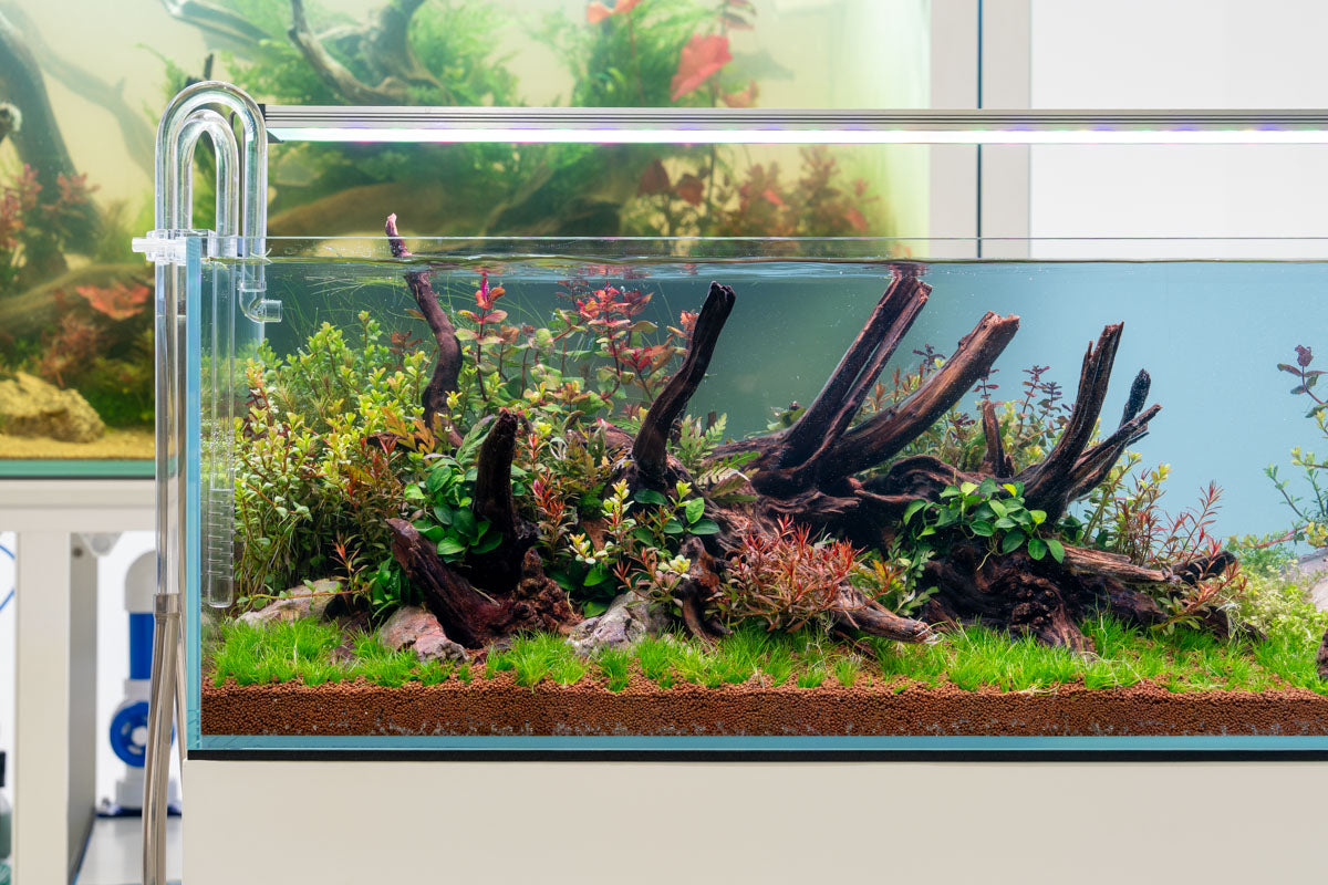 Planted aquascape set up over a bed of UNS Controsoil