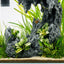 Front view of the planted C1 sand waterfall tank with a sand bed