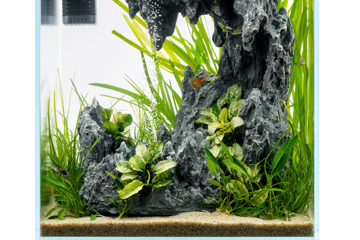 Front view of the planted C1 sand waterfall tank with a sand bed