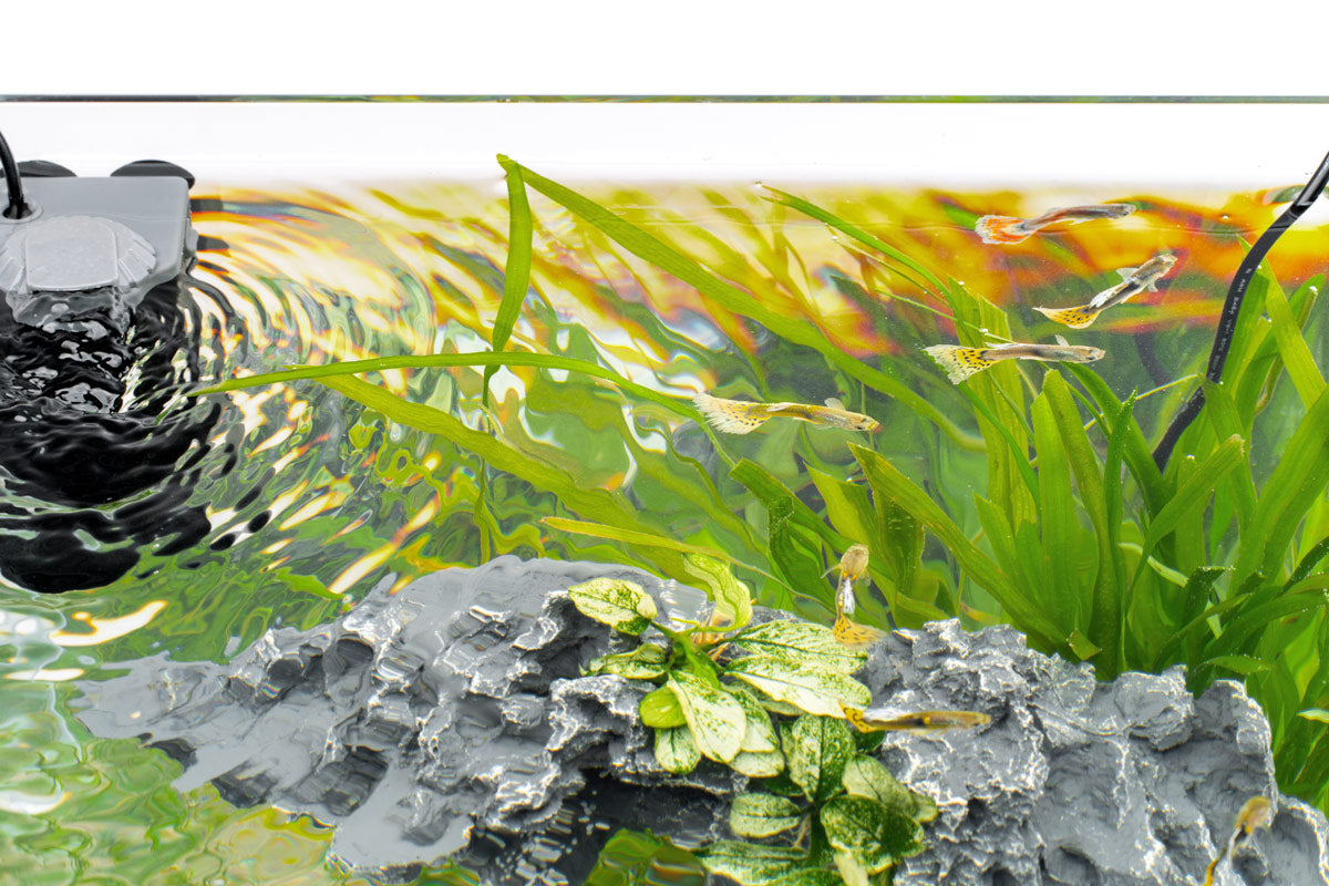 Close up at the waterline of the C1 tank with plants and sand