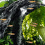 Planted A2 sand waterfall tank with nano fish swimming around the rock