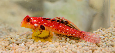 Ruby Red Dragonet (Synchiropus sycorax) saltwater reef fish, red body with white spots and yellow underside