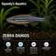 Zebra Danio (Danio rerio) | Live Freshwater Community Fish