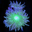 Duncan Coral (Duncanopsammia axifuga) LPS coral polyps with green centers close up