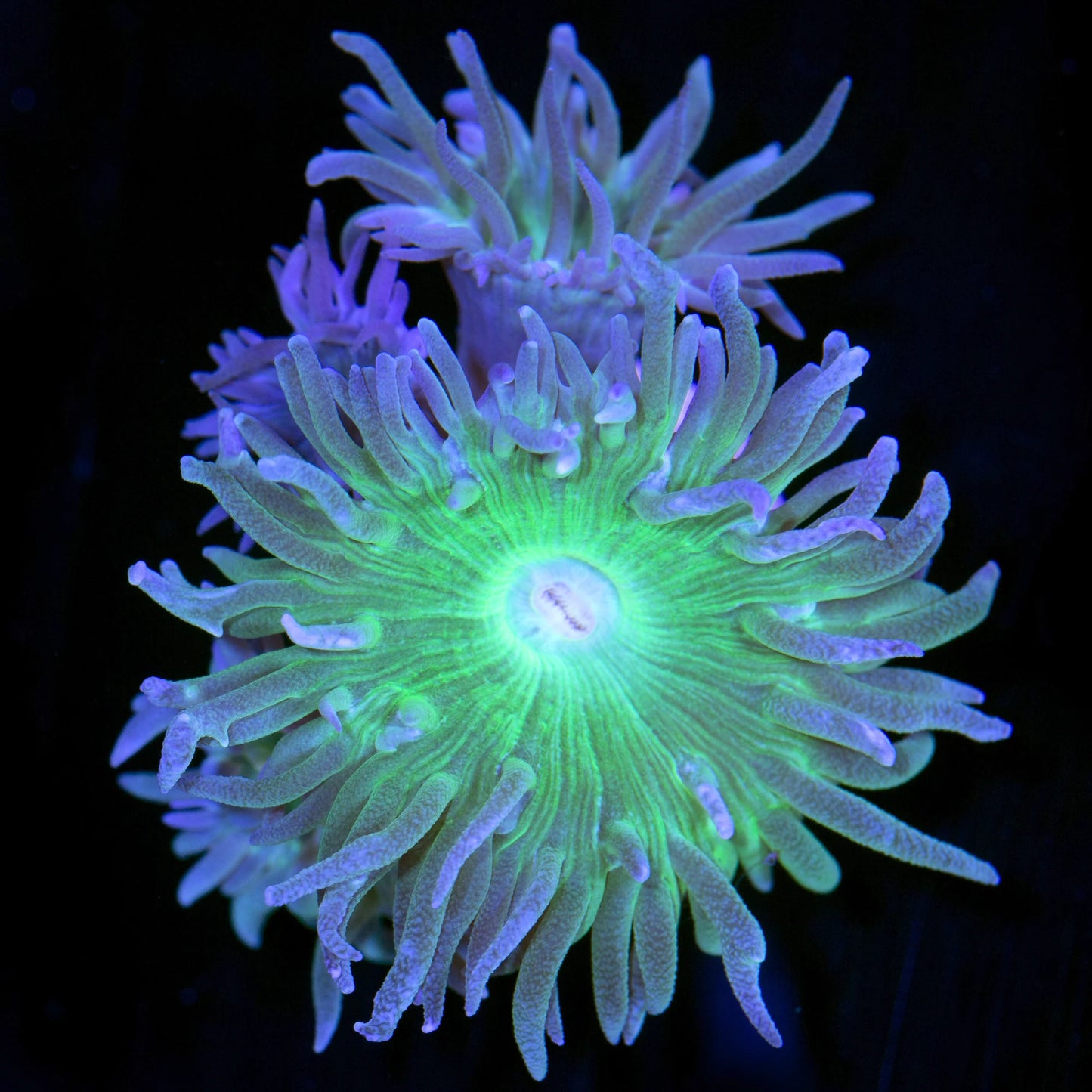 Duncan Coral (Duncanopsammia axifuga) LPS coral polyps with green centers close up