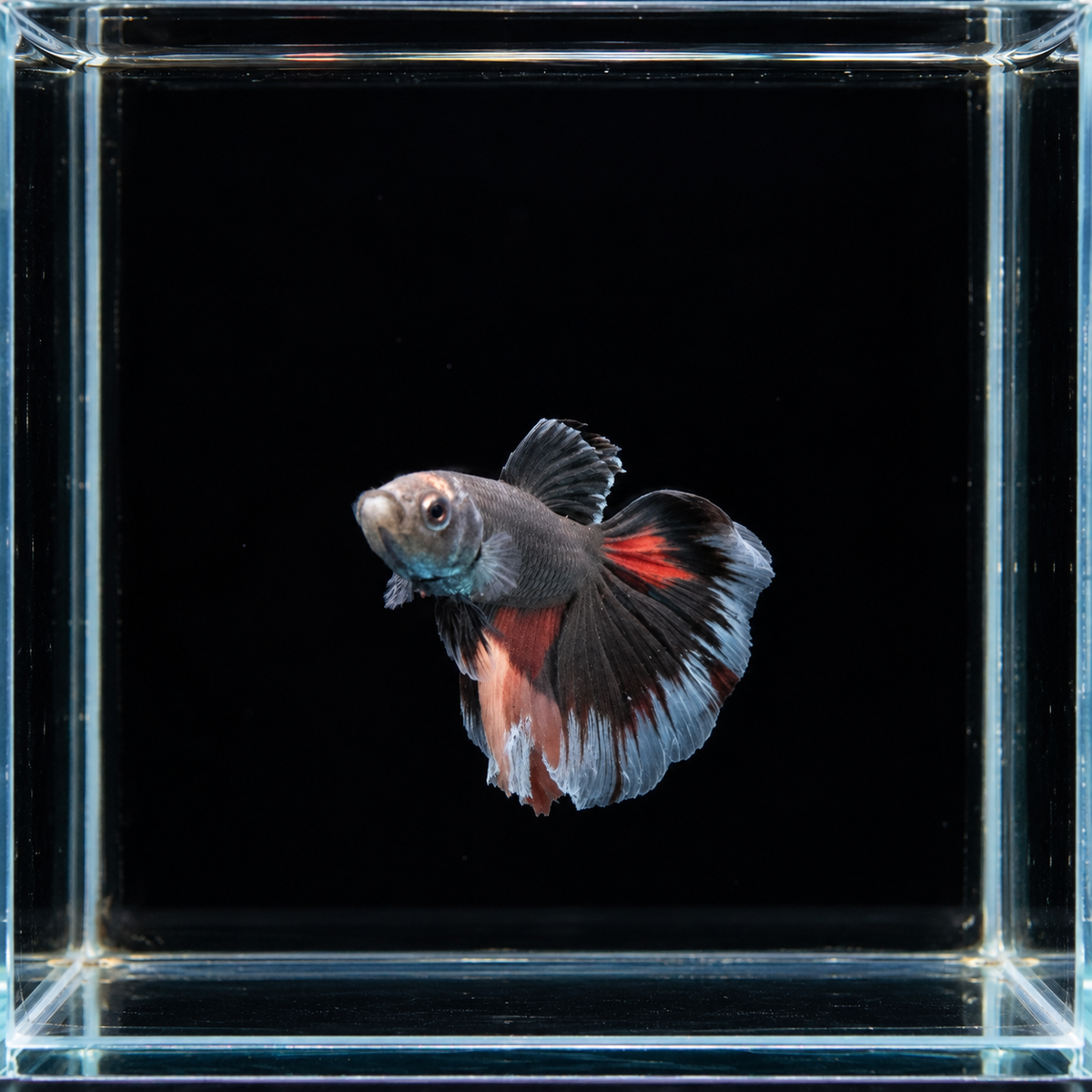 WYSIWYG photo of this exact super delta black orchid male betta (Betta splendens), charcoal body, red fin patches