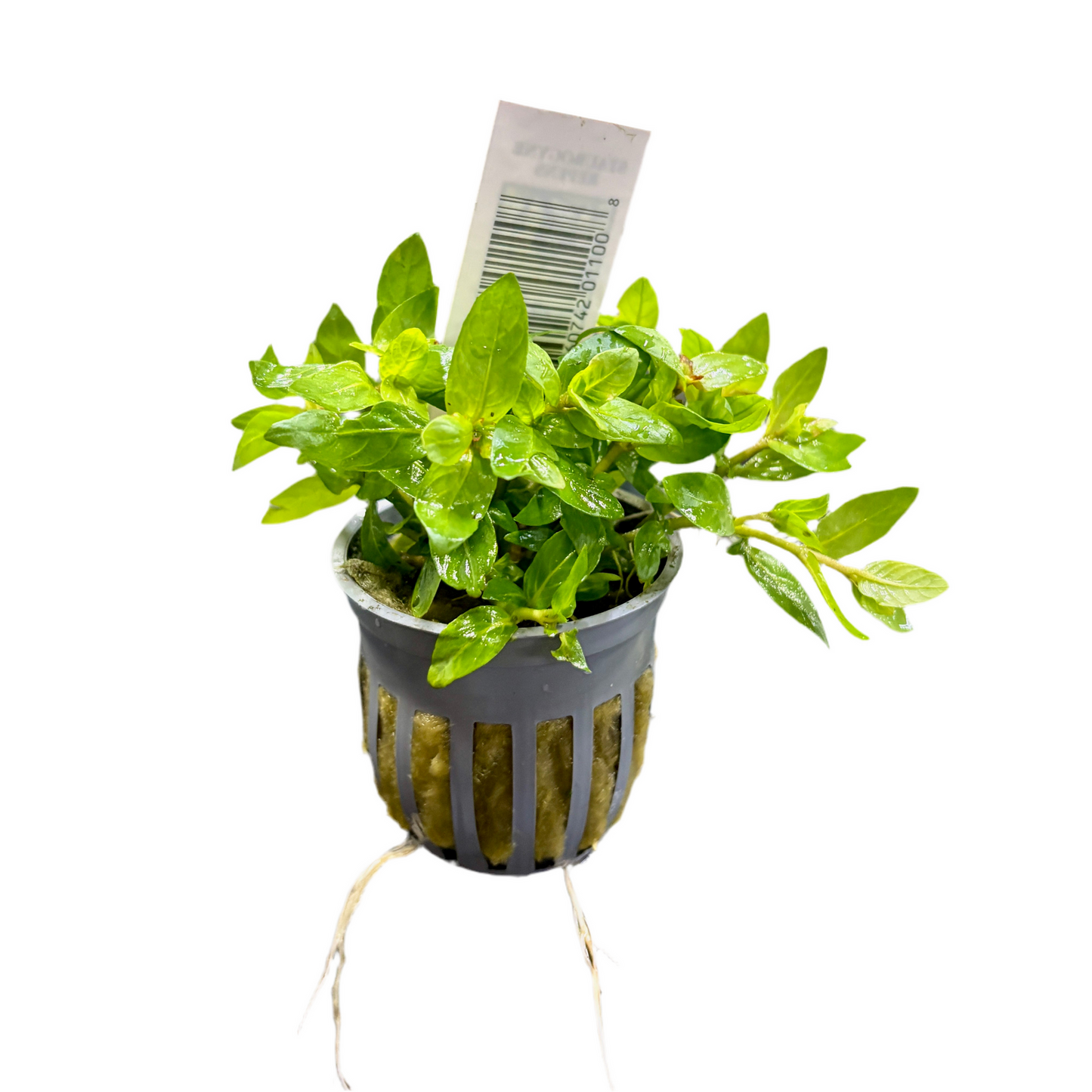 Staurogyne repens potted live freshwater carpet plant with bright green foliage
