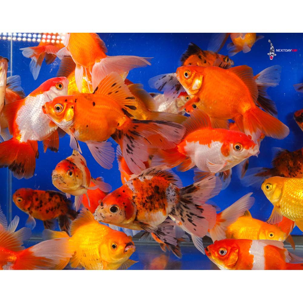 Mixed Fancy Goldfish (Carassius auratus) assortment of orange, calico, and white fancy goldfish